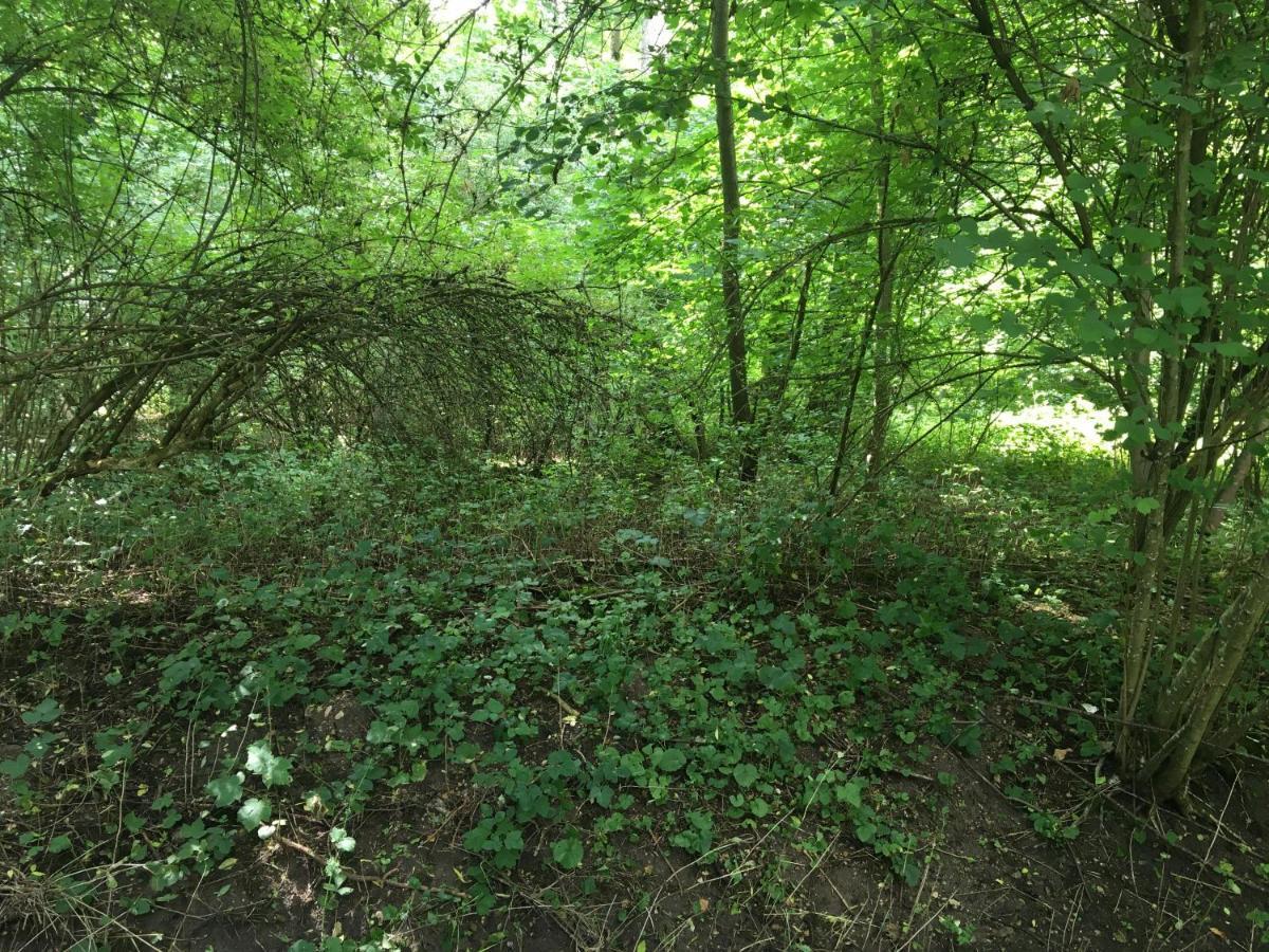 Un Coin De Foret Courmas 外观 照片